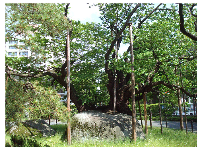 石割桜